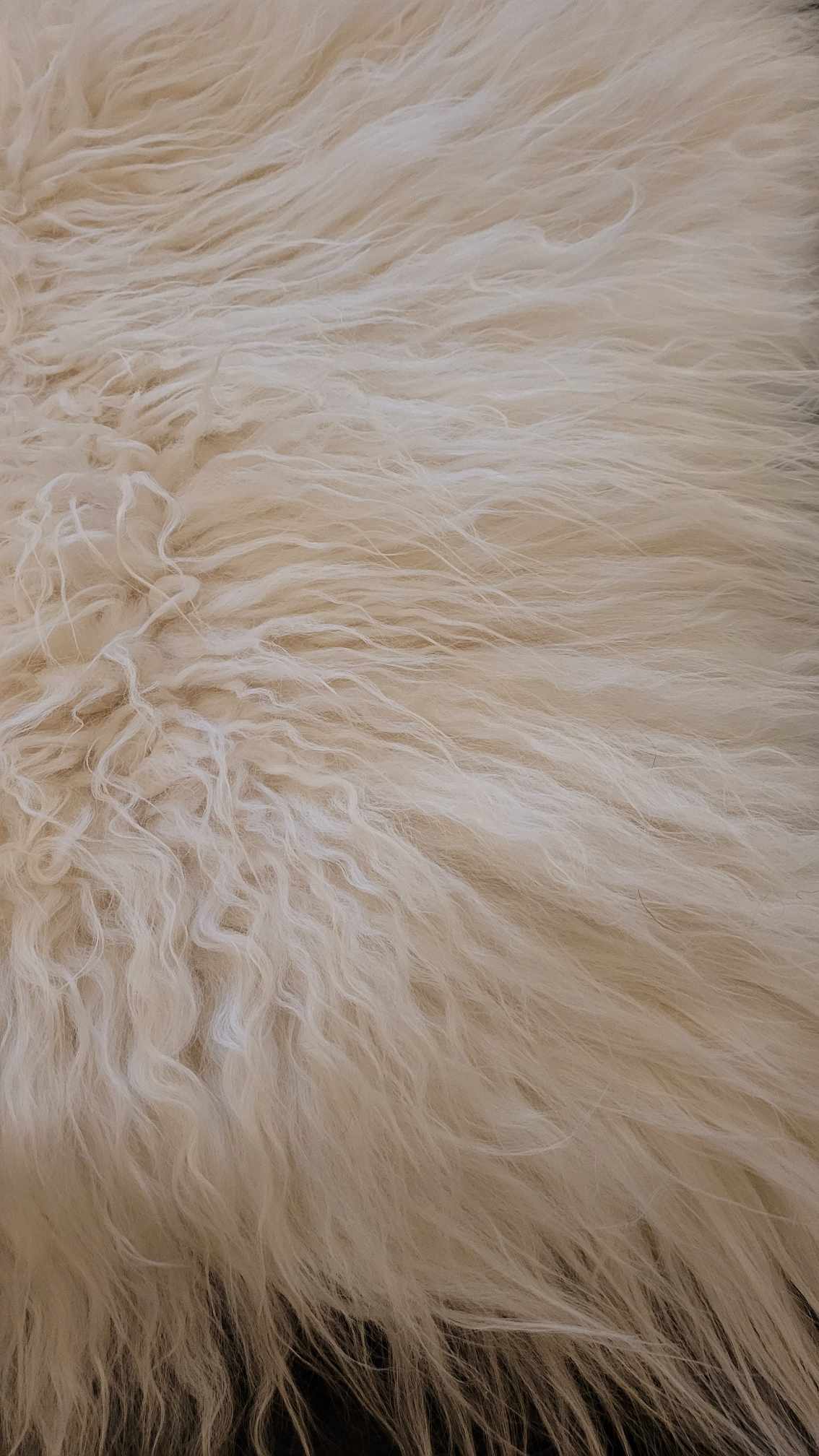 White Icelandic Sheepskin Curly